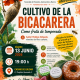 Una charla en el Casino de Gáldar abordará las posibilidades culinarias y agrícolas del bicácaro