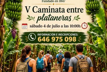 El Casino de Gáldar celebra la V Caminata entre Plataneras.