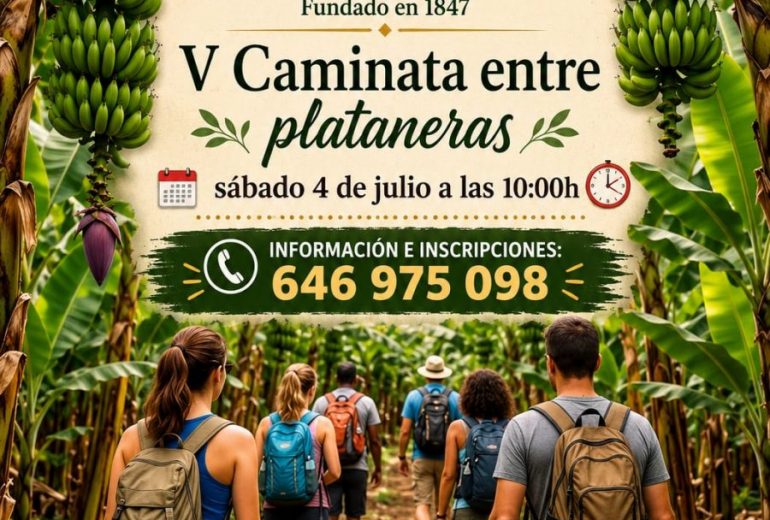 El Casino de Gáldar celebra la V Caminata entre Plataneras.
